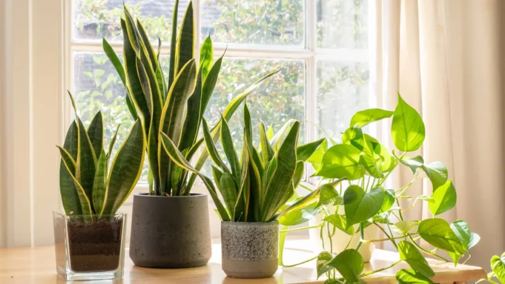 How to Get Snake Plants to Grow Straight