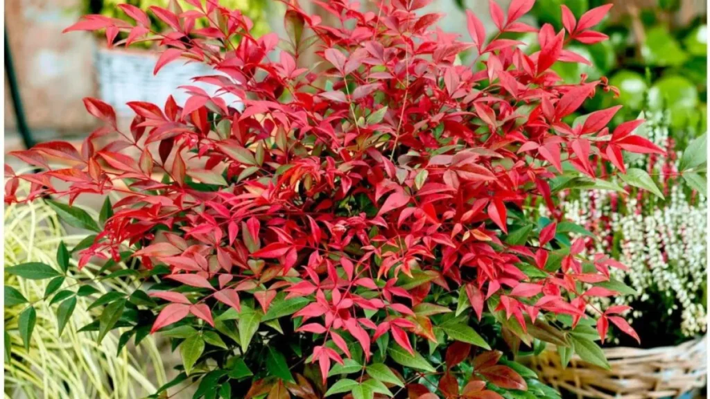10 Evergreen Container Plants for Year-Round Greenery