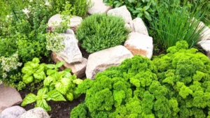 10 Herbs You Should Always Plant Together for Fewer Pests and Higher Yields