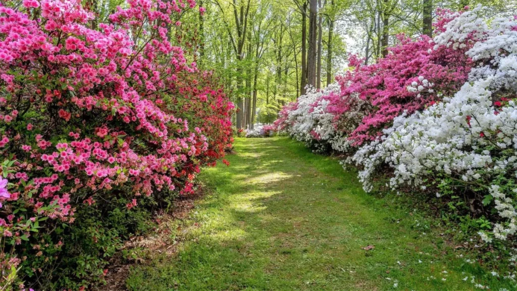 The Top 10 Shrubs for Your Plant Collection