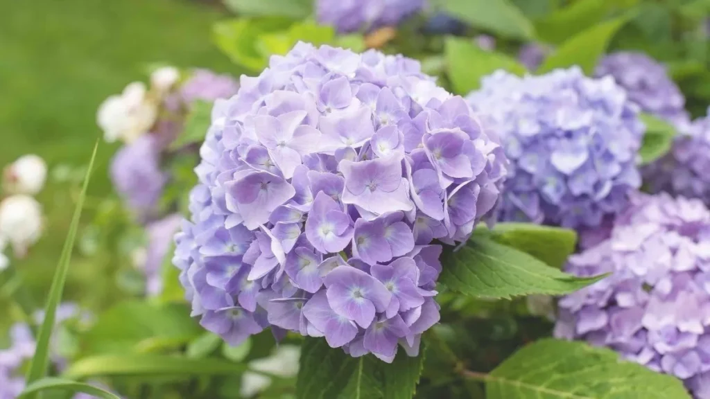 10 Different Types of Shrubs: Verities of Shrubs in USA