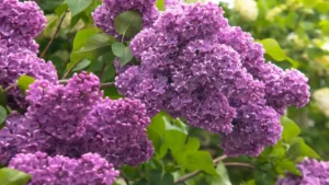 Top 12 Shrub Plants in the USA for a Picturesque Garden