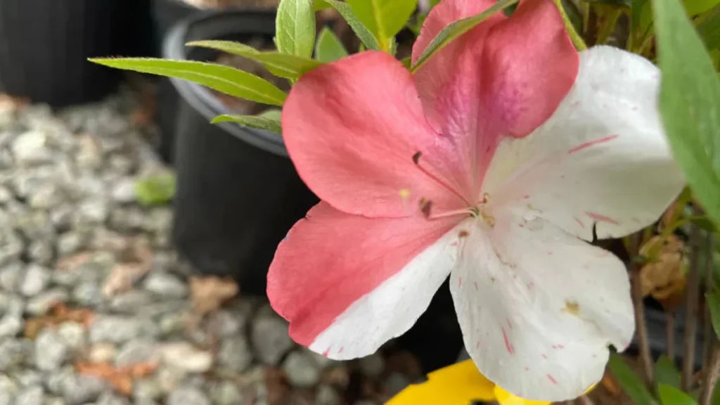 Top 10 Shrub Combinations to Plant In Front of Your Home