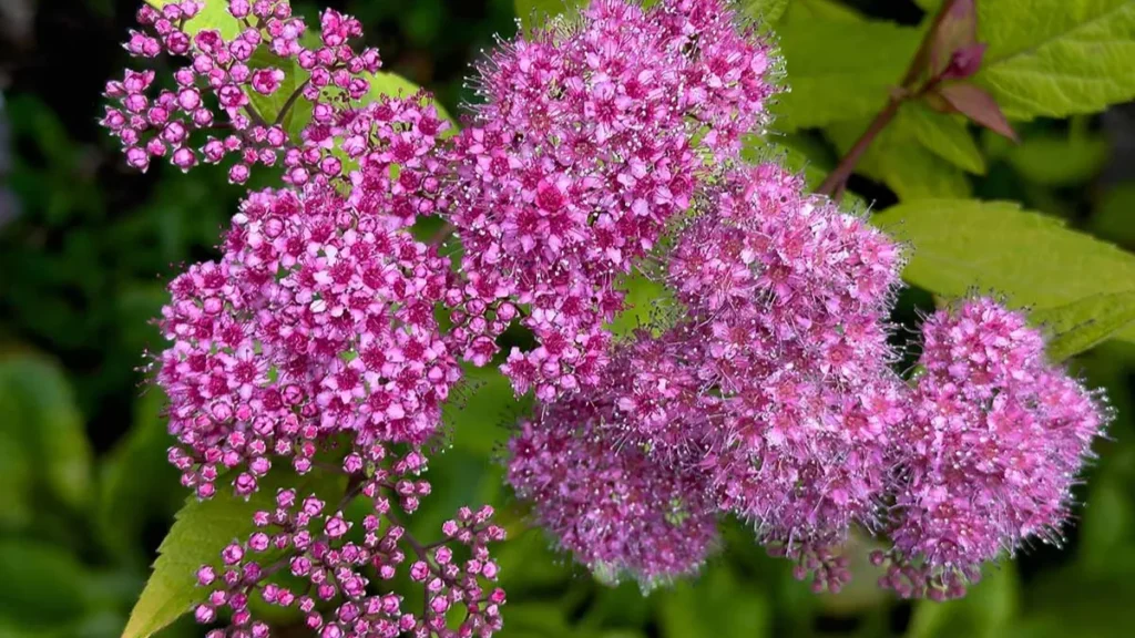 10 Vibrant Low-Maintenance Shrubs and Small Trees for Beautiful Blossoms