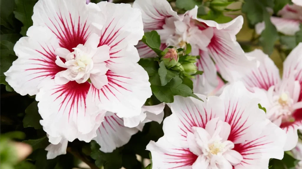 12 Brilliant Shrubs for Your Garden – Chosen by Experts