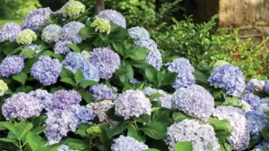 10 Beautiful Flowering Shrubs to Plant in 2025