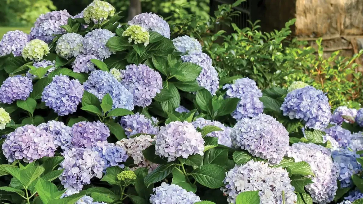 10 Beautiful Flowering Shrubs to Plant in 2025