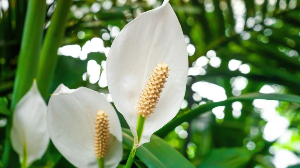 12 Plants for Beginners That Won't Let You Down