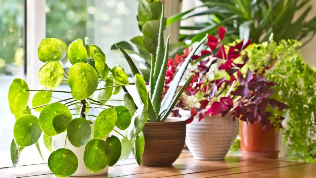 7 Indoor Plants to Add Color and Beauty to Your Home