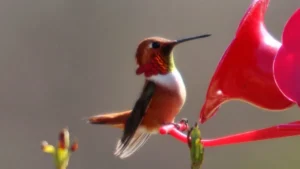 The Truth about Hummingbirds and the Color Red