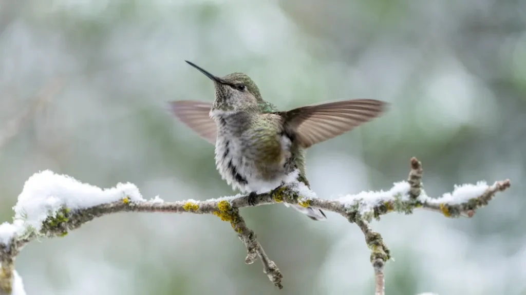 Where Do Hummingbirds Go In the Winter?