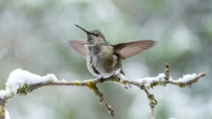 Where Do Hummingbirds Go In the Winter?