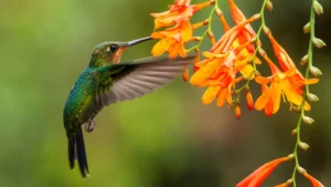 What Is the Family That Hummingbirds Belong To?