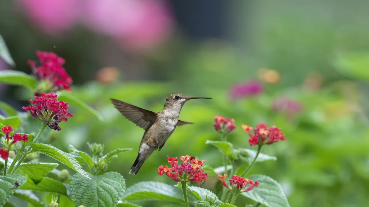 10 Container Plants That Will Attract Hummingbirds to Your Patio, Porch, or Garden