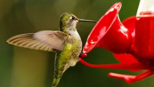 How to Attract More Hummingbirds to Your Yard: 5 Best Tips
