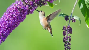 The Hummingbird-Favorite Flower That'll Bring All Kinds of Pollinators to Your Yard
