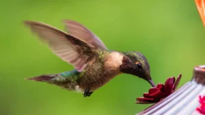 Want hummingbirds in your yard? 6 pro tips to attract and feed them