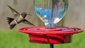 Keep One Color Away From Your Hummingbird Feeder & Say Goodbye To Bees And Wasps
