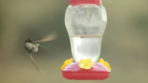 How Often Should You Change Your Hummingbird Nectar in Summer?