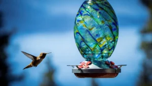 Why You Should Never Put Hummingbird Feeders in Full Sun