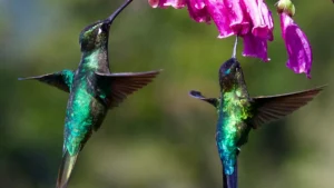 When Is Nesting Season for Hummingbirds?