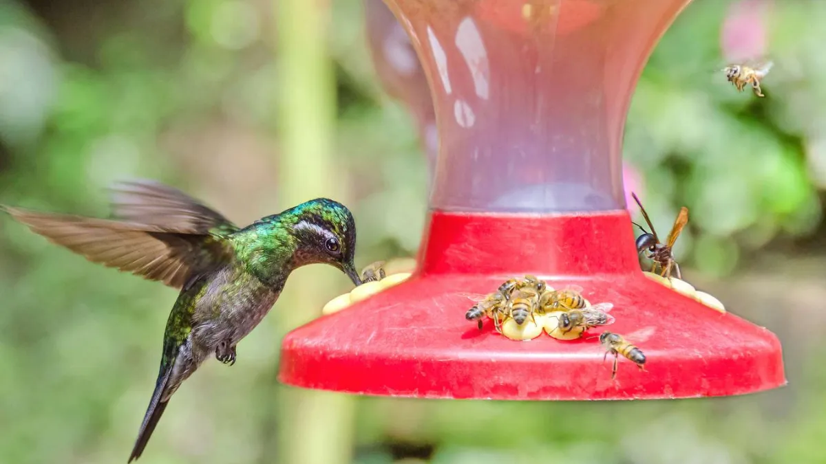 5 Natural Ways to Keep Bees Away from Hummingbird Feeders