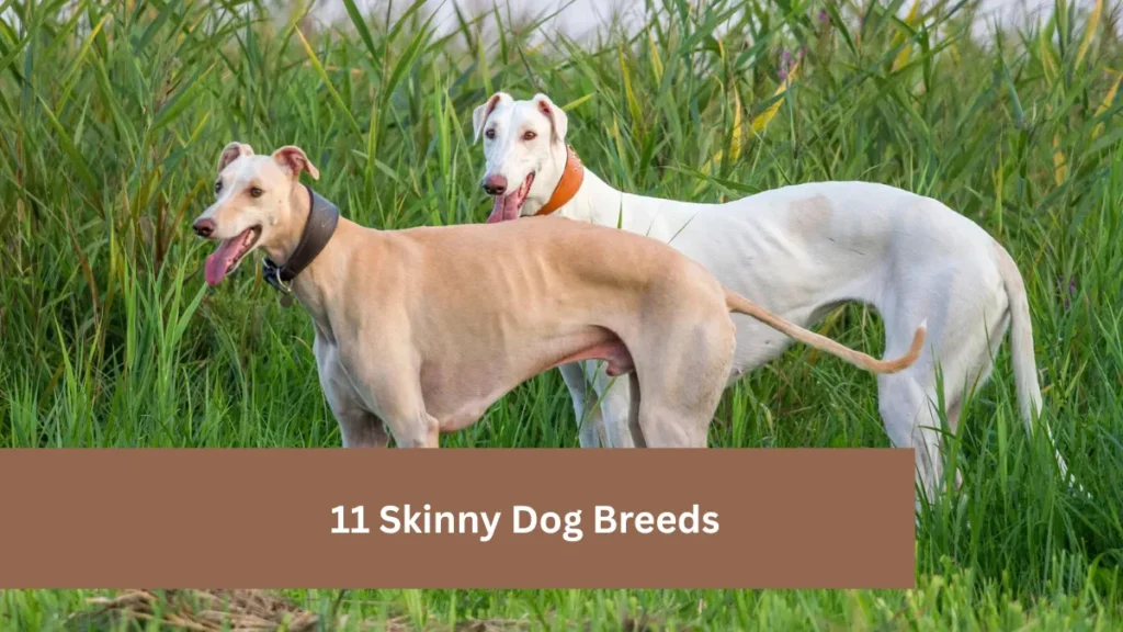 11 Skinny Dog Breeds