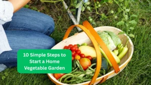 10 Simple Steps to Start a Home Vegetable Garden