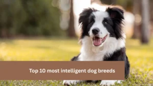 Top 10 most intelligent dog breeds