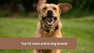 Top 10 most active dog breeds