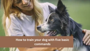 How to train your dog with five basic commands