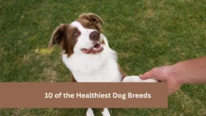 10 of the Healthiest Dog Breeds