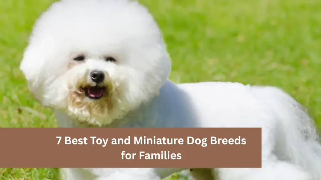 7 Best Toy and Miniature Dog Breeds for Families