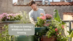 10 Steps to Getting a Wildflower Garden Growing