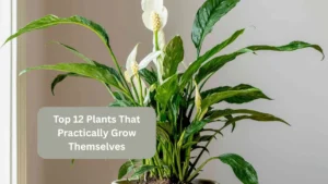 Top 12 Plants That Practically Grow Themselves
