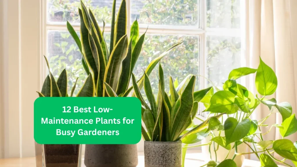 12 Best Low-Maintenance Plants for Busy Gardeners