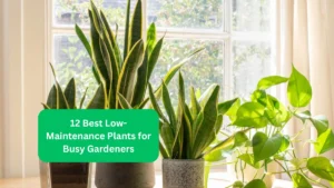 12 Best Low-Maintenance Plants for Busy Gardeners