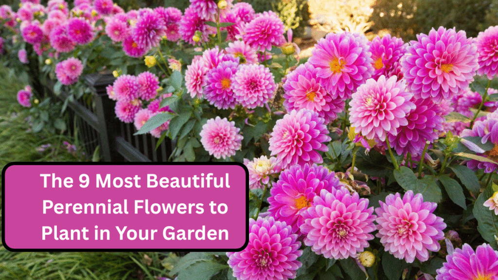 The 9 Most Beautiful Perennial Flowers to Plant in Your Garden