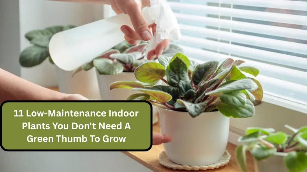 11 Low-Maintenance Indoor Plants You Don't Need A Green Thumb To Grow