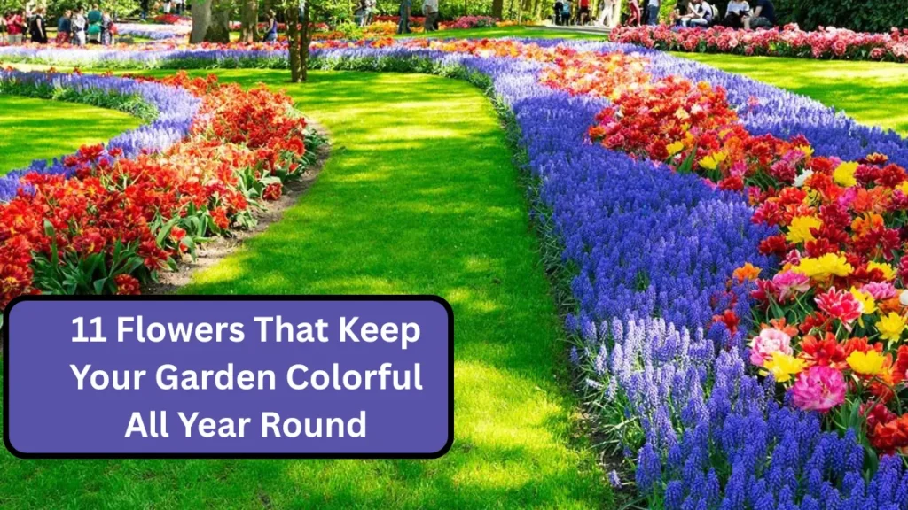 11 Flowers That Keep Your Garden Colorful All Year Round