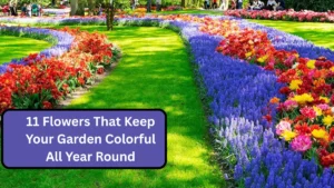11 Flowers That Keep Your Garden Colorful All Year Round
