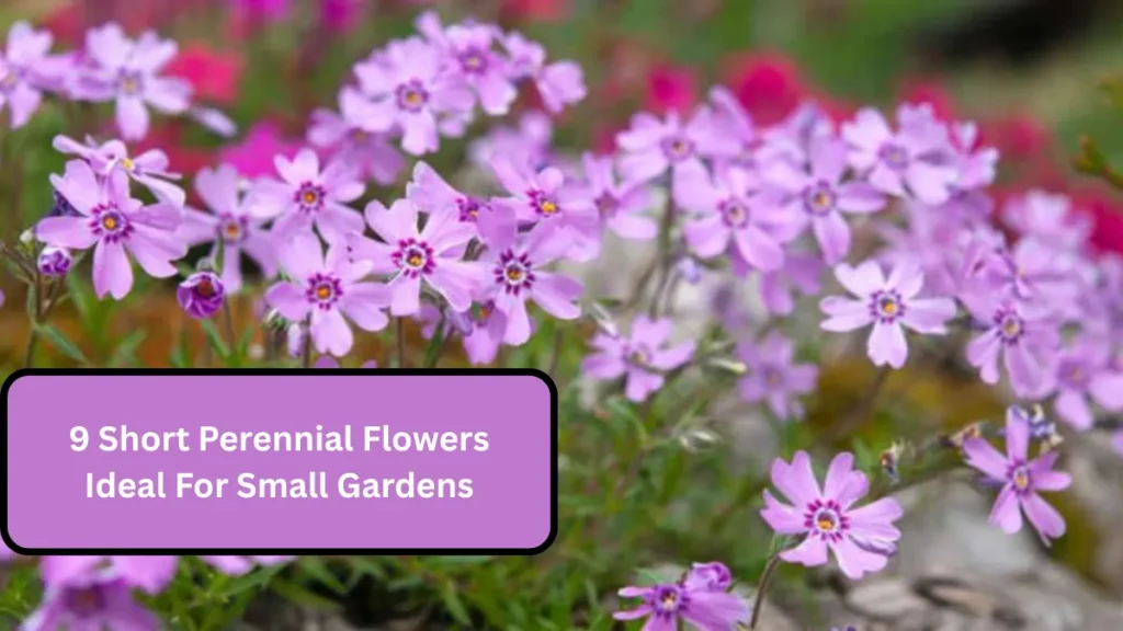 9 Short Perennial Flowers Ideal For Small Gardens