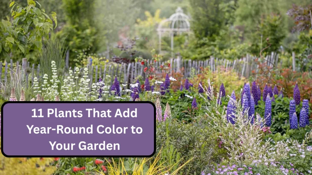 11 Plants That Add Year-Round Color to Your Garden
