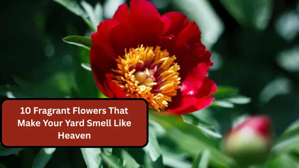 10 Fragrant Flowers That Make Your Yard Smell Like Heaven