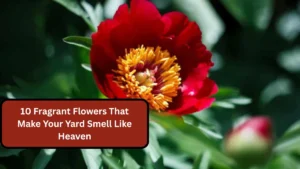 10 Fragrant Flowers That Make Your Yard Smell Like Heaven