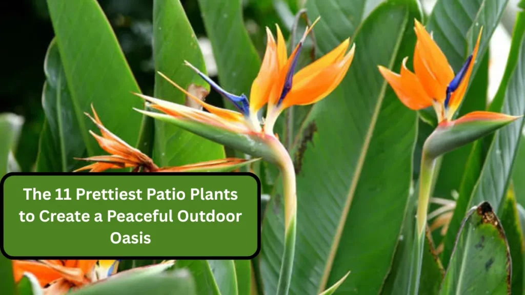 The 11 Prettiest Patio Plants to Create a Peaceful Outdoor Oasis