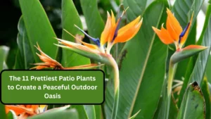 The 11 Prettiest Patio Plants to Create a Peaceful Outdoor Oasis