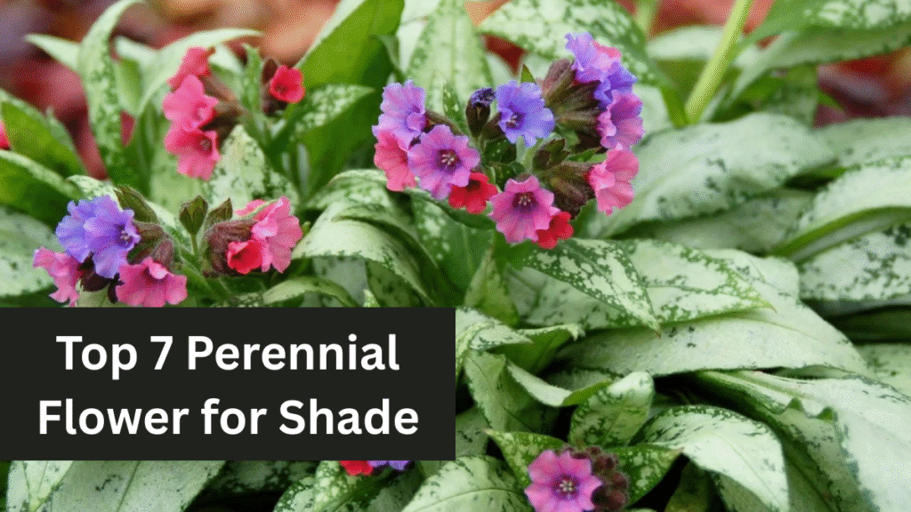 Top 7 Perennial Flower for Shade