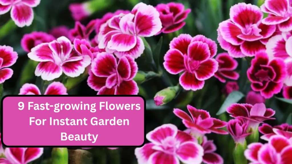 9 Fast-growing Flowers For Instant Garden Beauty