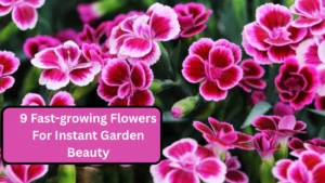 9 Fast-growing Flowers For Instant Garden Beauty
